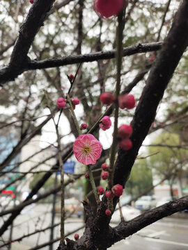 腊梅花