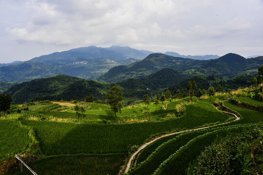 浙南永嘉山区茗岙梯田风光