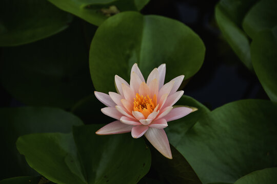 池塘蓮花蓮葉