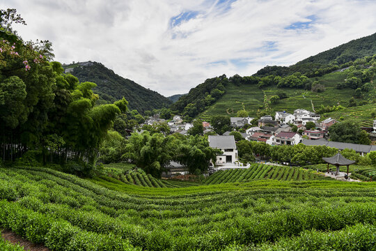 杭州西湖龙井茶园茶树