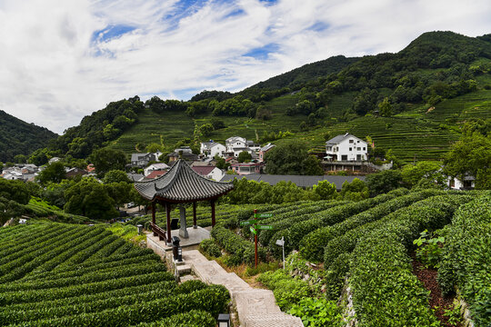 杭州西湖龙井茶园思茶亭