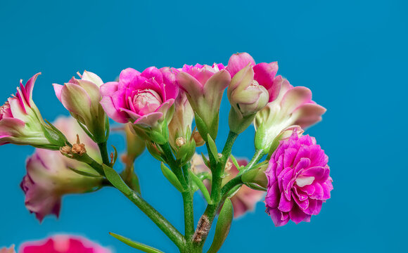 红色长寿花花朵特写