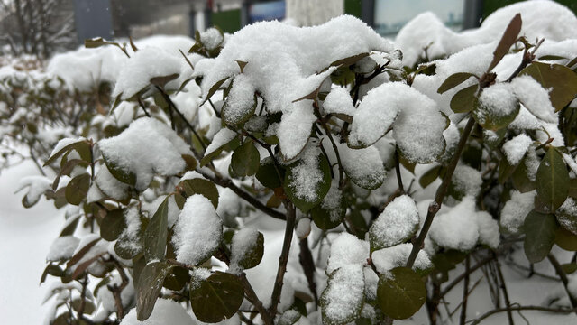 雪景