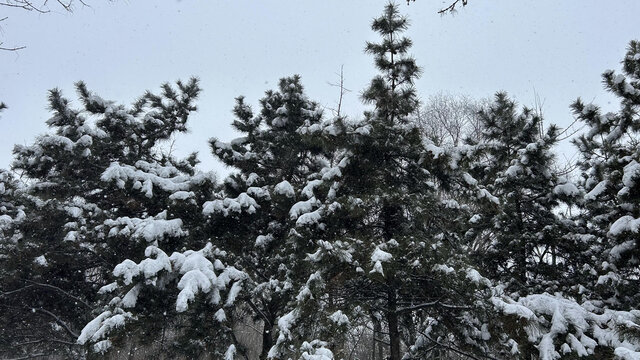 雪景