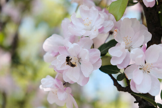 蜜蜂和桃花