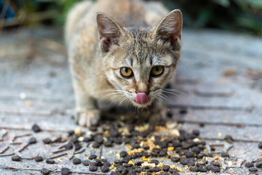 吃猫粮的小猫咪