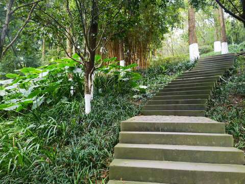 森林里的阶梯步道