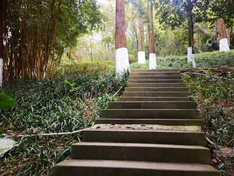 森林里的阶梯步道