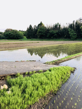 日本乡村生态风光