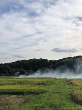 日本农村稻田烧荒现场