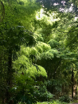 森系生态环境宁静竹林