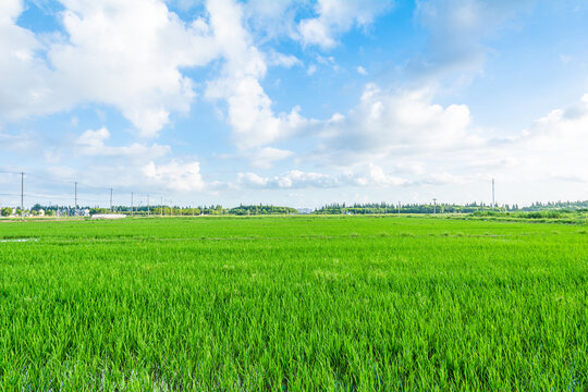 夏天绿色稻田