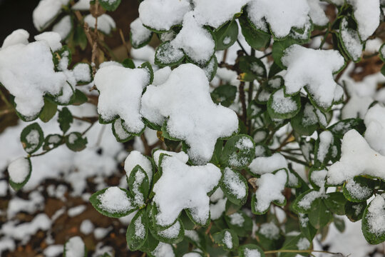 树枝上的雪