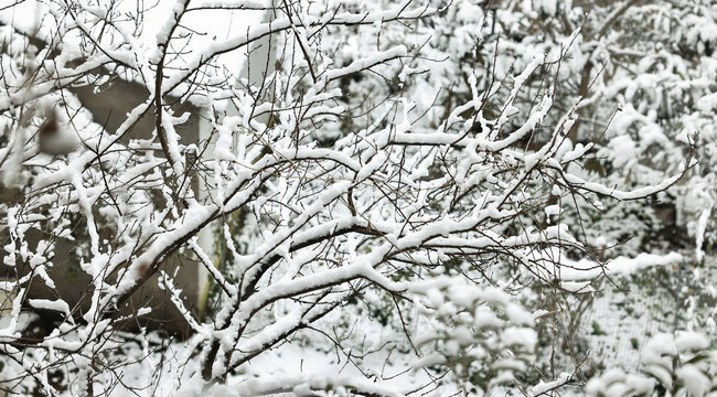 枝头积雪