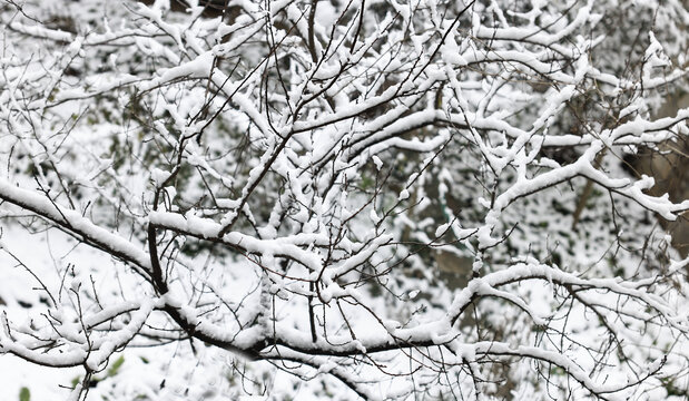 树枝上的雪