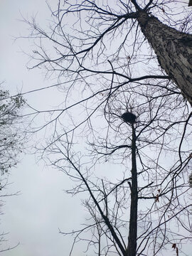 仰拍天空树枝