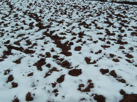 下雪的农田