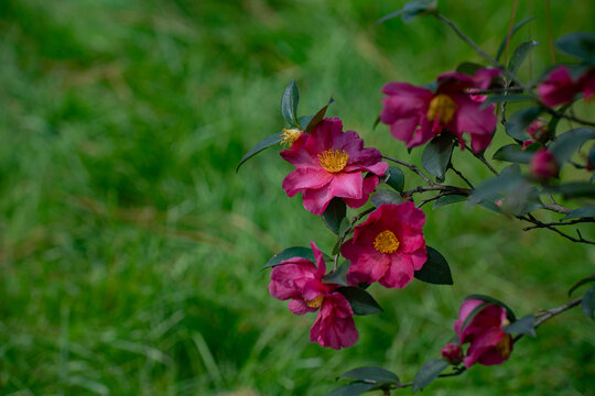 山茶花