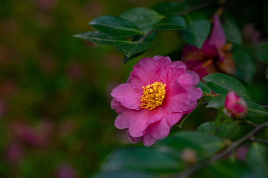 山茶花