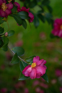 山茶花