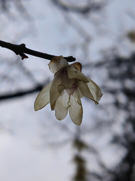 水墨梅花