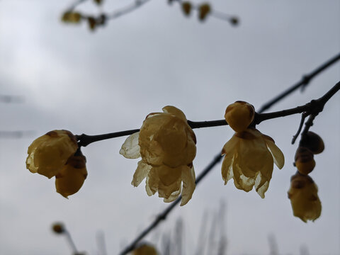 黄色梅花枝