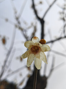 一枝梅花