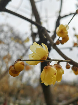 黄色梅花