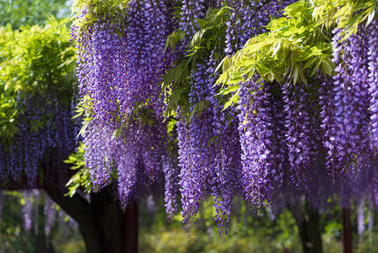 紫藤花