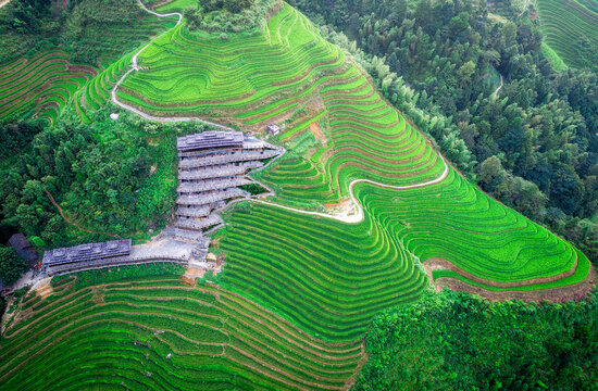 龙脊梯田