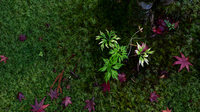 绿苔上的草