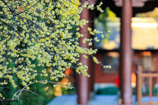 杭州西湖钱王祠梅花与古建筑