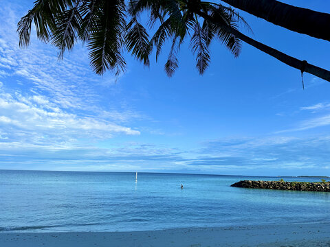 马尔代夫海边椰树