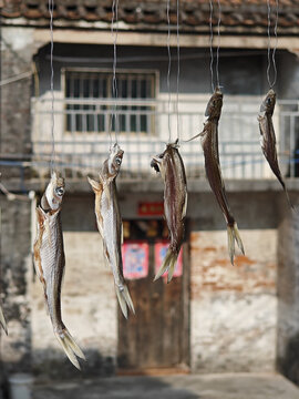 一串小鱼干