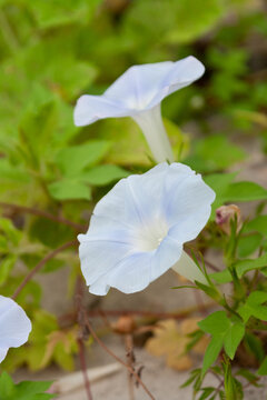 淡蓝色的寄生牵牛花