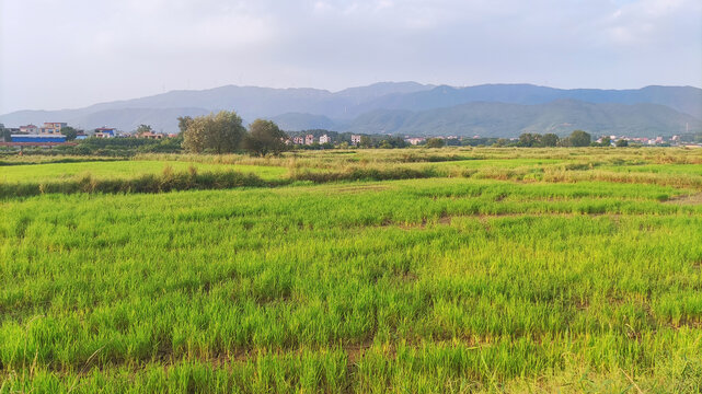 田野