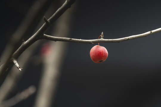 褐花苹果