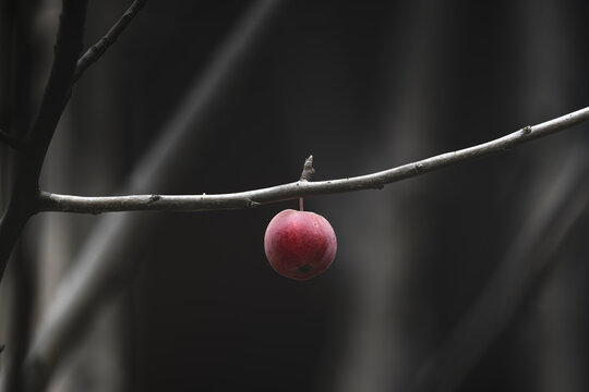 褐花苹果