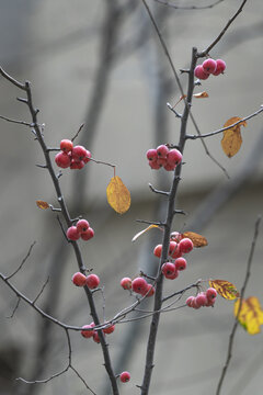 褐花苹果