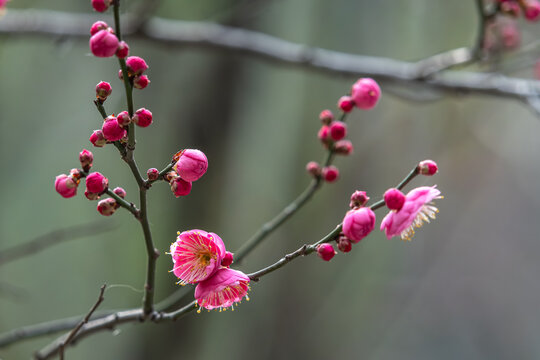 梅花