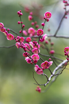 梅花