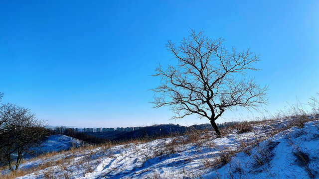 雪地里的小树