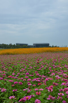 松果菊