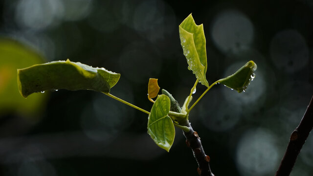 雨滴