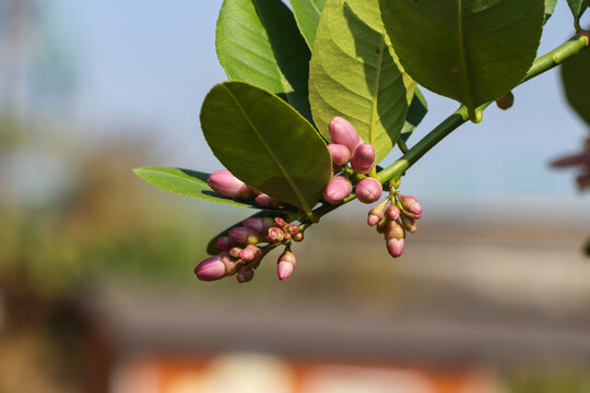 柠檬花蕾