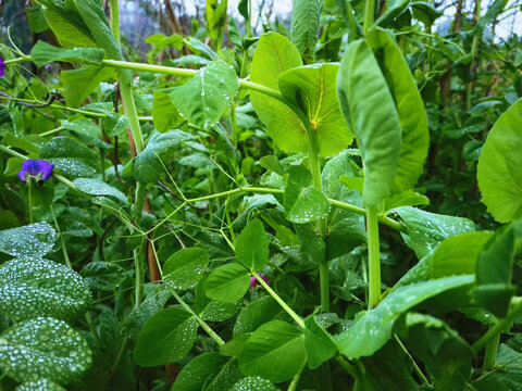 菜地里的豌豆尖