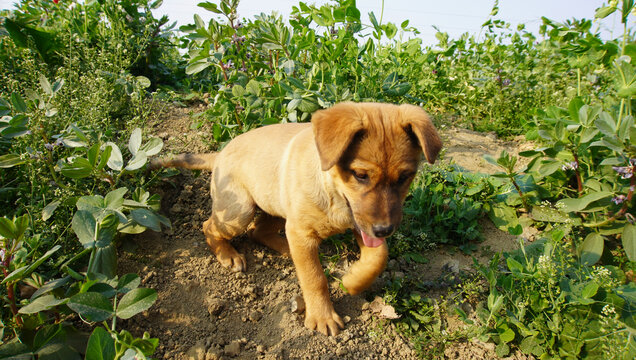 中华田园犬