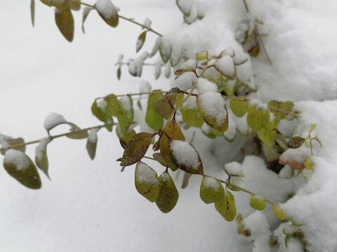 下雪