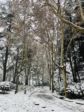 2024大雁塔雪景