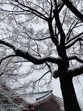 2024大雁塔雪景